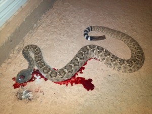 Rattlesnake On the Grill: By Scott Mayer