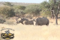 POTD — Rhinos in Namibia