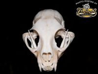 Cleaning and Whitening Skulls
