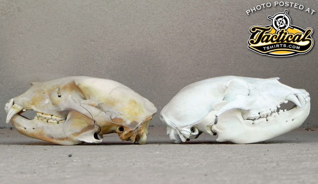 The skull on the left was buried in soil high in iron creating an orange color cast. The skull on the right was soaked in water and whitened with magnesium carbonate and 3 percent hydrogen peroxide. 