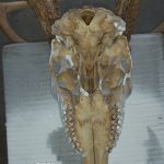 european-deer-skull-mount-feeze-skull4