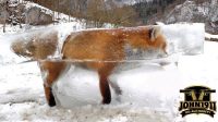 Fox Frozen in Danube