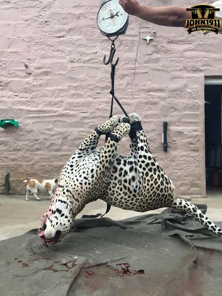Leopard Being Weighed After attack