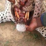 Leopard Attacks Hunting Party 4