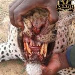 Leopard Attacks Hunting Party 4 copy