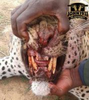 Leopard Attacks Jackal Hunting Party