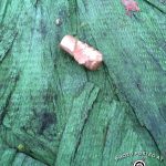 270WBY Pig Hunt Bullet Fragment 2016 IMG_8439