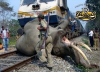 POTD — Elephant Hit By Train