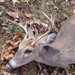 2017 Kentucky Deer Season SIL 1