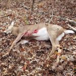 2017 Kentucky Deer Season SIL 2