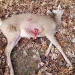 2017 Kentucky Deer Season SIL 3