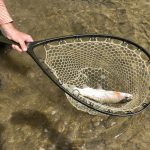 Trout Fishing Sping 2019 06