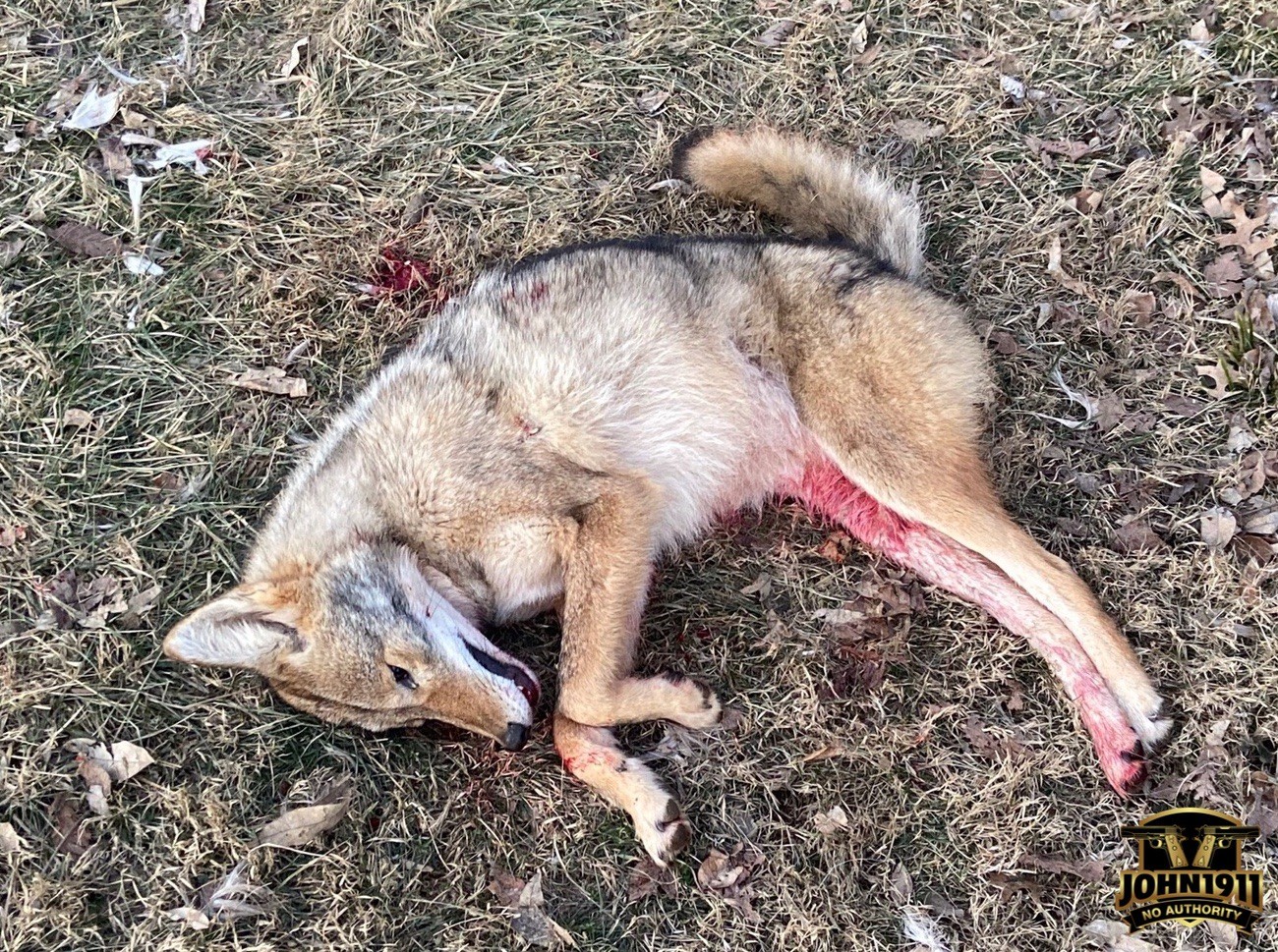 Coyote hunting. Depredation hunting. Tags.