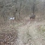 Piebald Deer Ohio