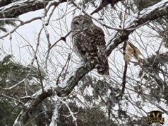Snow Plow Owl