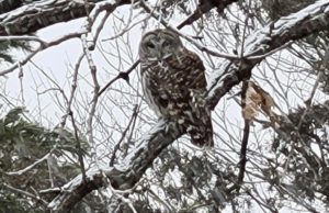 Snow Plow Owl