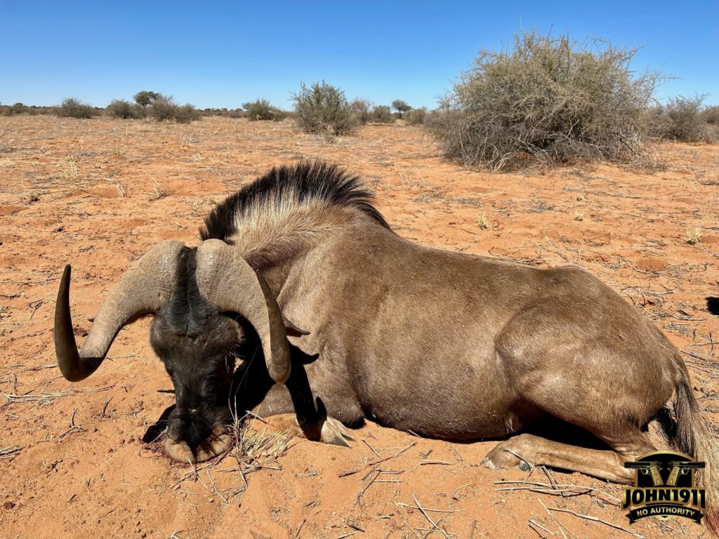 Black Wildebeest -Namibia