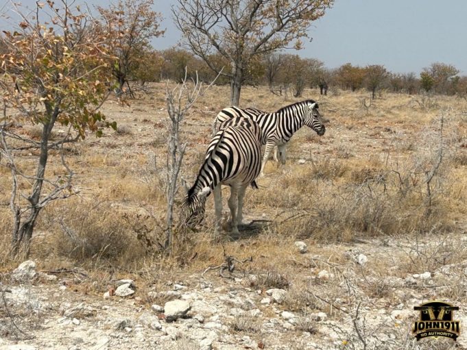 Hunt Over Etosha National Park