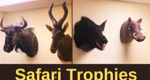 Doc’s African Trophies