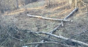 More Trees Down - Emerald Ash Borer.