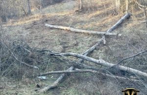 More Trees Down - Emerald Ash Borer.