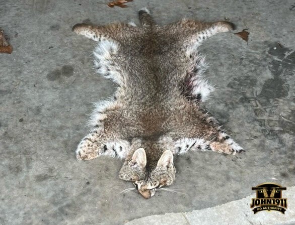 Bobcat Hunt