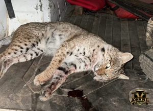 Bobcat Hunt