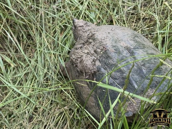 Snapping Turtle