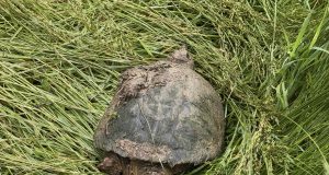 Snapping Turtle