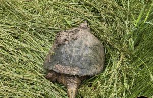 Snapping Turtle