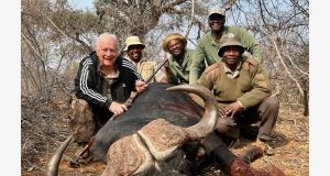 Cape Buffalo - Namibia Sept 2025.