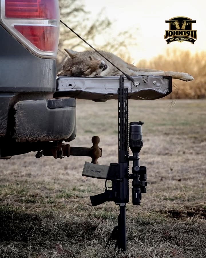POTD - Tailgate Coyote
