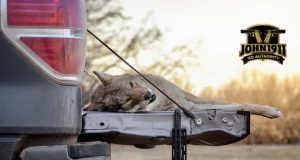POTD - Tailgate Coyote