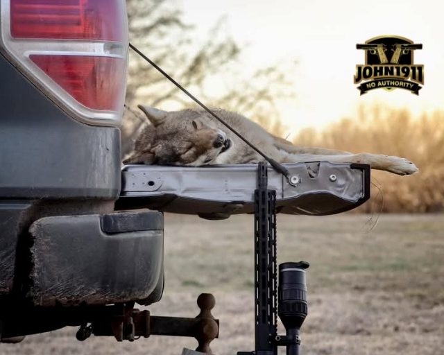 POTD - Tailgate Coyote