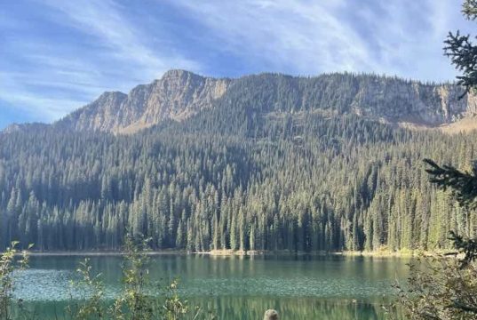 Moose Hunt in Mountains
