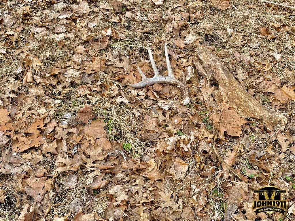 Found deer sheds. February 2026