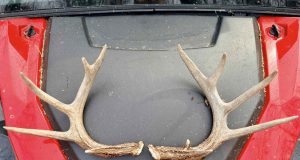 Found deer sheds. February 2026