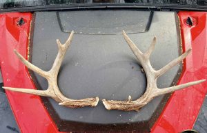 Found deer sheds. February 2026