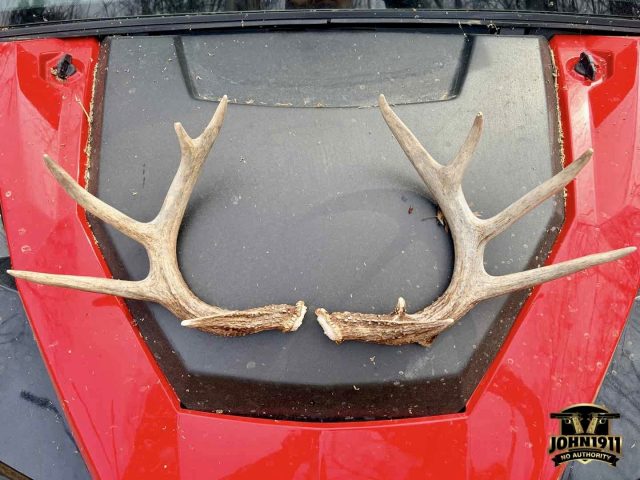 Found Deer Sheds - 2 Found deer sheds. February 2026