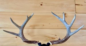Rack Hub Antler Mount