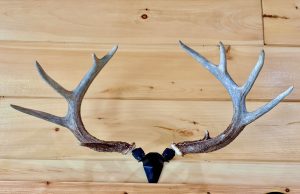 Rack Hub Antler Mount