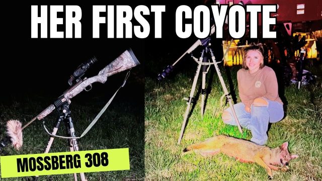 Her First Coyote